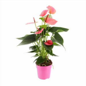 Anthurium Pink (Flamingo flower)