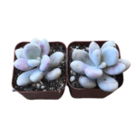 Pachyphytum Oviferum "Sugaralmond Plant" (Moonstone)