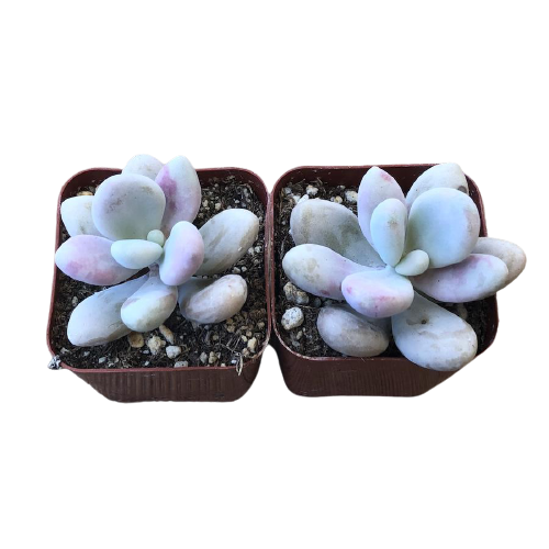 Pachyphytum Oviferum "Sugaralmond Plant" (Moonstone)