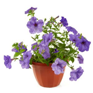 Ruellia Ciliosa (Wild Petunias)