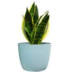 Sansevieria Trifasciata (Snake Plant/Mother-In-Law's Tongue/Dracaena Trifasciata/Saint George's Sword)