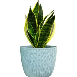 Sansevieria Trifasciata (Snake Plant/Mother-In-Law's Tongue/Dracaena Trifasciata/Saint George's Sword)