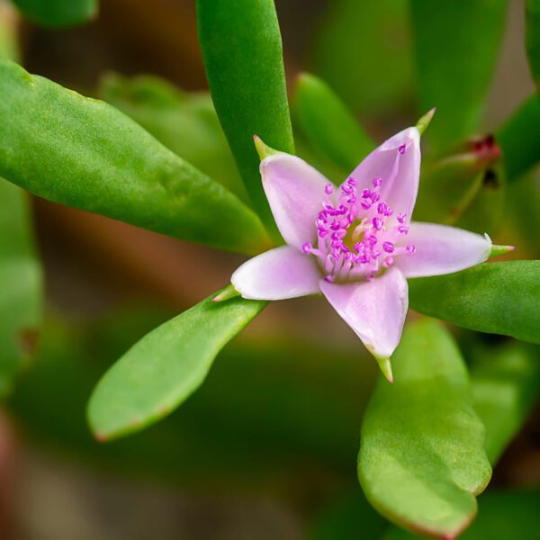 Sea Purslane Sesuvium Portulacastrum (Shoreline Purslane/Dampalit)