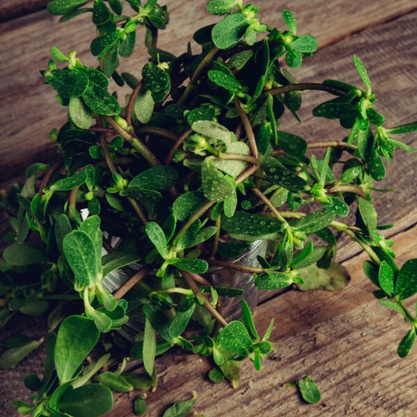 Sea Purslane Sesuvium Portulacastrum (Shoreline Purslane/Dampalit)