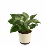 Philodendron "Birkin"