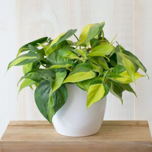 138.1philodendron_brasil_938x938.jpg