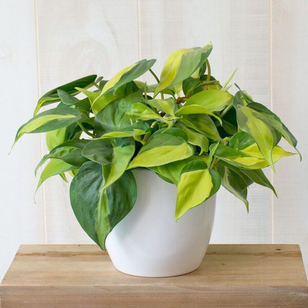 Philodendron "Brasil" (Heartleaf Philodendron)