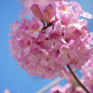 Tabebuia Rosea (Pink Poui/Rosy Trumpet Tree/Indian Cherry Blossom)