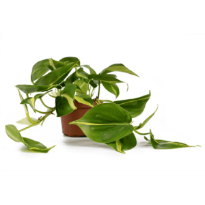 Philodendron "Brasil" (Heartleaf Philodendron)