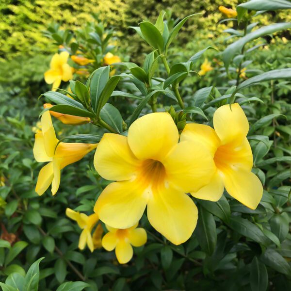 Tecoma Smithii (Trumpet Bush/Yellow Bells)