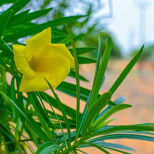 Thevetia Peruviana (Yellow Oleander/Lucky Nut/Cascabela Thevetia)