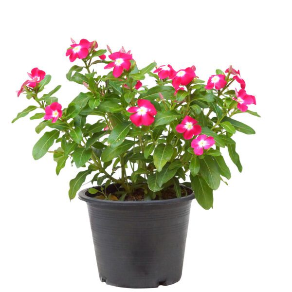 Vinca "Catharanthus Roseus" (Bright Eyes/Cape Periwinkle/Graveyard Plant/Old Maid/Rose Periwinkle)