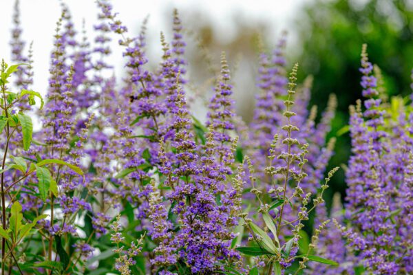 Vitex Agnus Castus (Chasteberry/Abraham's Balm/Lilac Chastetree/Monk's Pepper/Chaste Tree)