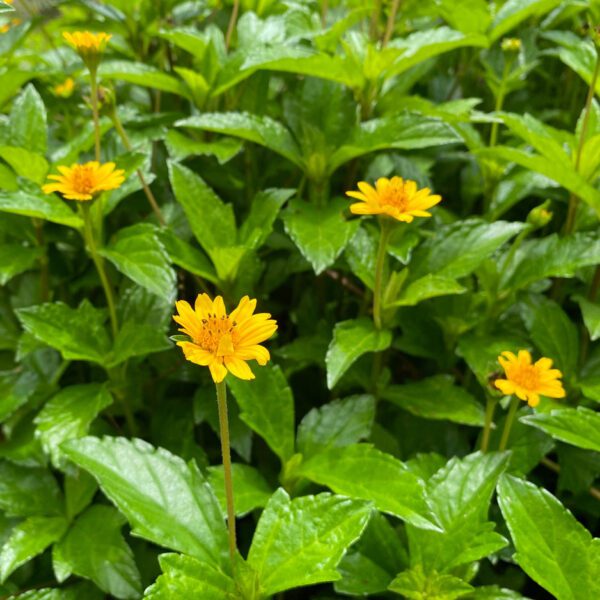 Wedelia Trilobata (Bay Biscayne Creeping Oxeye/Singapore Daisy/Creeping Oxeye/Trailing Daisy/Wedelia)