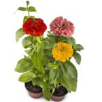 Zinnia Elegans (Youth-and-Age/Common Zinnia /Elegant Zinnia)