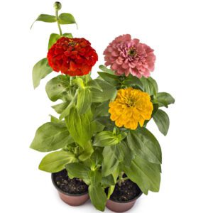 Zinnia Elegans (Youth-and-Age/Common Zinnia /Elegant Zinnia)