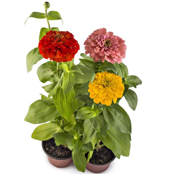 Zinnia Elegans (Youth-and-Age/Common Zinnia /Elegant Zinnia)