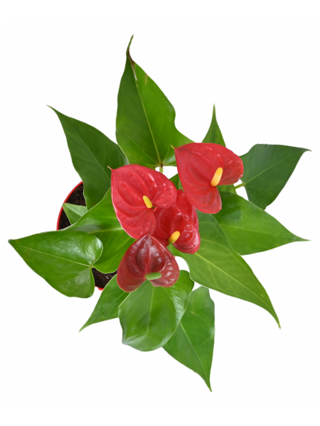 Anthurium Red (Flamingo Flower)