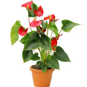 Anthurium Red (Flamingo Flower)