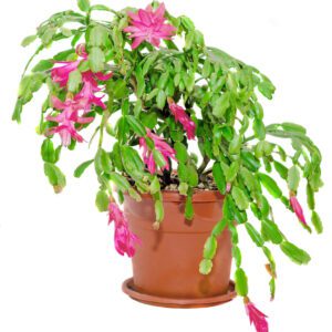 Schlumbergera "Crab Cactus" (Thanksgiving Cactus)