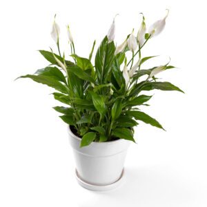 Spathiphyllum "Peace Lily"