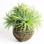 Tillandsia