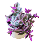 Tradescantia Nanouk "Tricolor"