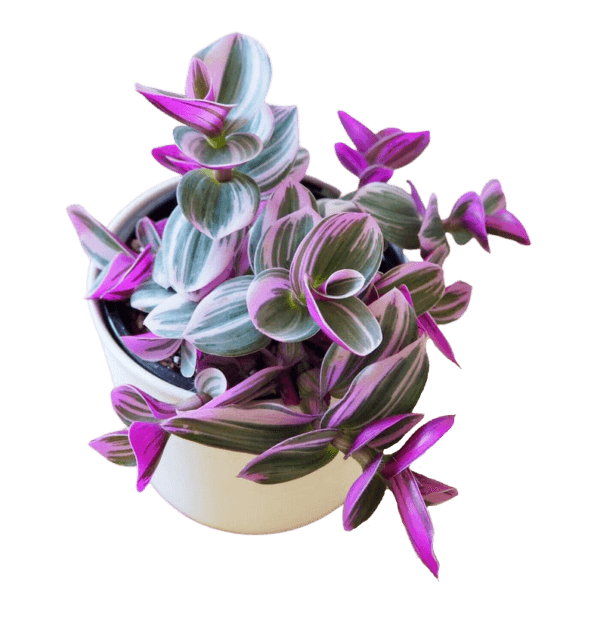 Tradescantia Nanouk "Tricolor"
