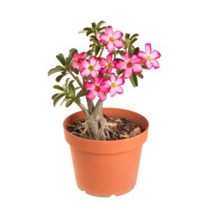 Adenium (Sabi Star/Desert Rose/Impala Lily/Kudu/Mock Azalea)