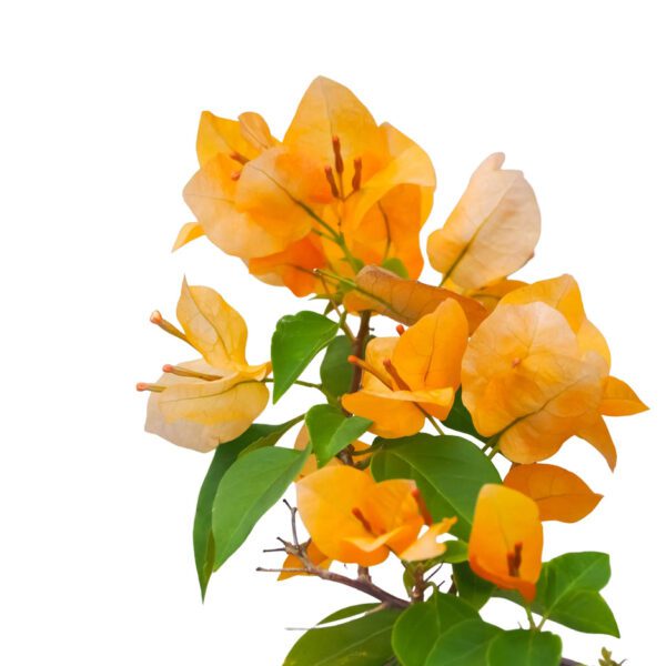 Bougainvillea Spectabilis "Orange"