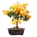 Bougainvillea (Yellow)