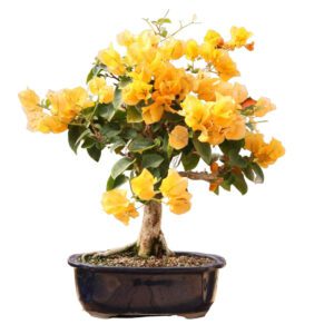 Bougainvillea (Yellow)