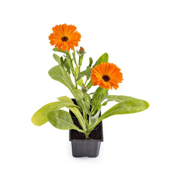 Calendula "Marigold"