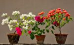 Bougainvillea