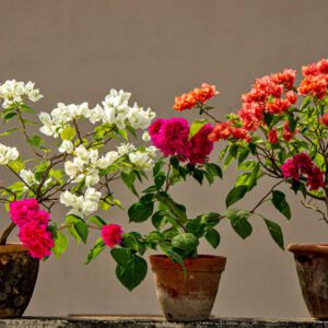 29.1bougainvillea_938x575.jpg