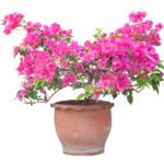 Bougainvillea