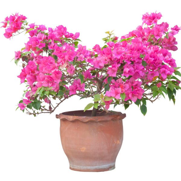 Bougainvillea