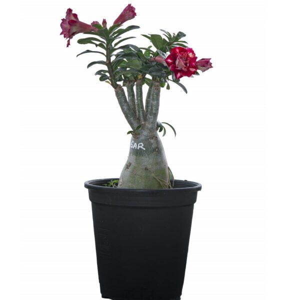 Adenium "Grafted" (Sabi Star/Desert Rose/Impala Lily/Kudu/Mock Azalea)