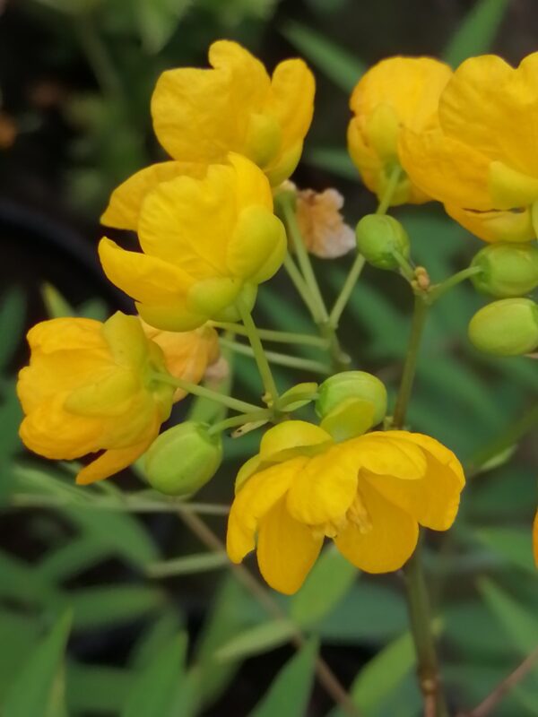 Cassia Fistula (Purging Cassia/Indian Laburnum/Pudding-Pipe Tree/Golden Shower Tree)