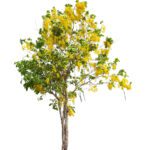 Cassia Fistula (Purging Cassia/Indian Laburnum/Pudding-Pipe Tree/Golden Shower Tree)