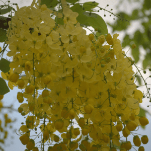 Cassia Fistula (Purging Cassia/Indian Laburnum/Pudding-Pipe Tree/Golden Shower Tree)