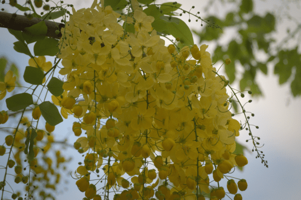 Cassia Fistula (Purging Cassia/Indian Laburnum/Pudding-Pipe Tree/Golden Shower Tree)