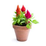 Celosia "Woolflowers"