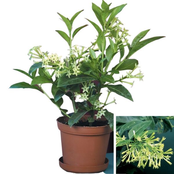 Cestrum Nocturnum (Lady Of The Night/Night-Blooming Jessamine/Night-Scented Cestrum)