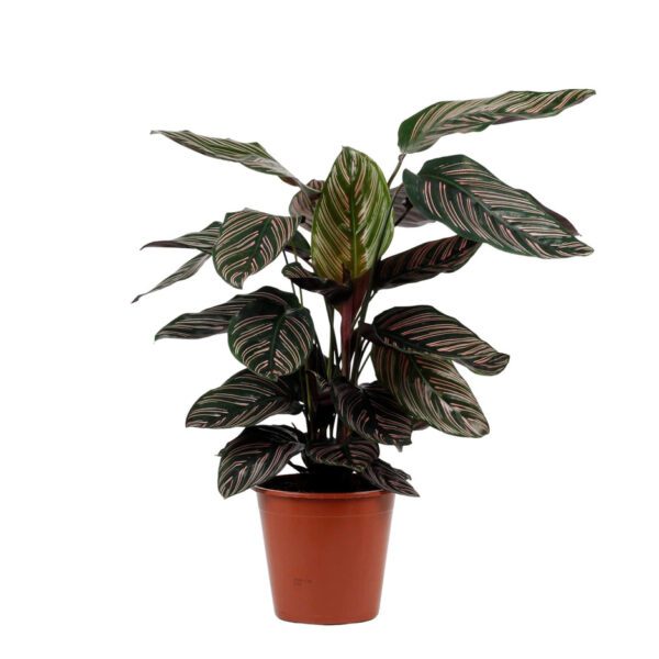 Calathea Sanderiana (Peacock Plant)