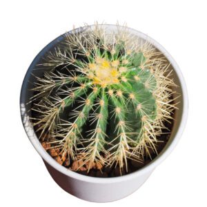 Echinocactus Grusonii (Golden Barrel Cactus/Golden Ball/Mother-In-Law's Cushion)