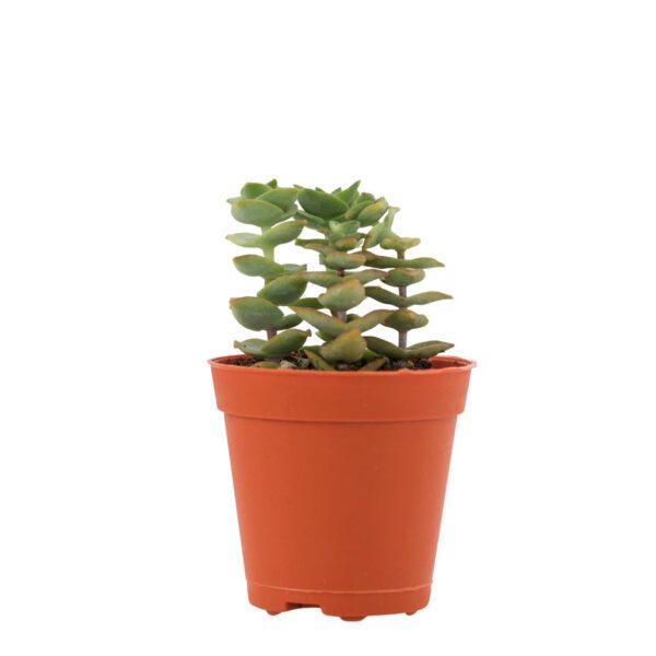 Crassula Perforata "Necklace Vine"