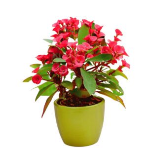 Euphorbia Milii (Crown Of Thorns/Christ Plant/Christ Thorn)