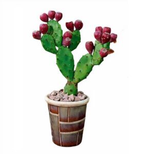 Ficus Opuntia "Cactus Prickly Pears" (Prickly Pear/Indian Fig Opuntia/Barbary Fig)