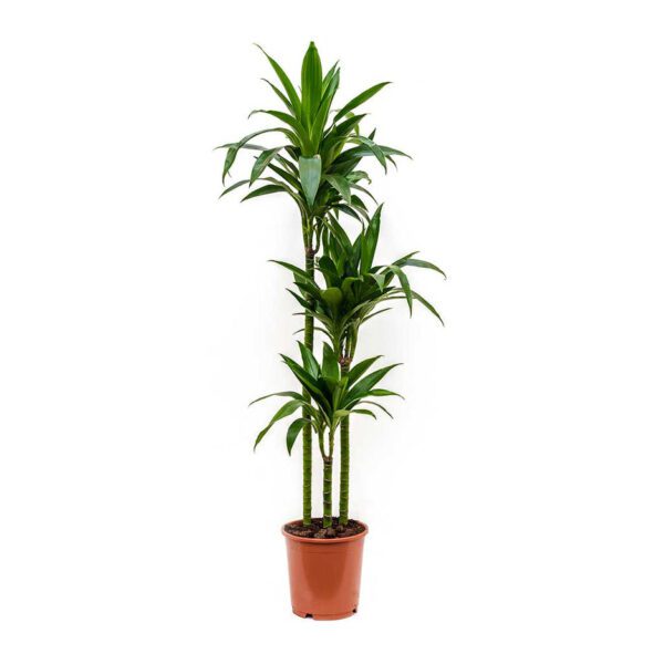 Dracaena Janet Craig